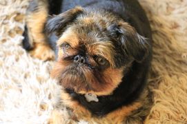 Wetherby-2016-06-16-149