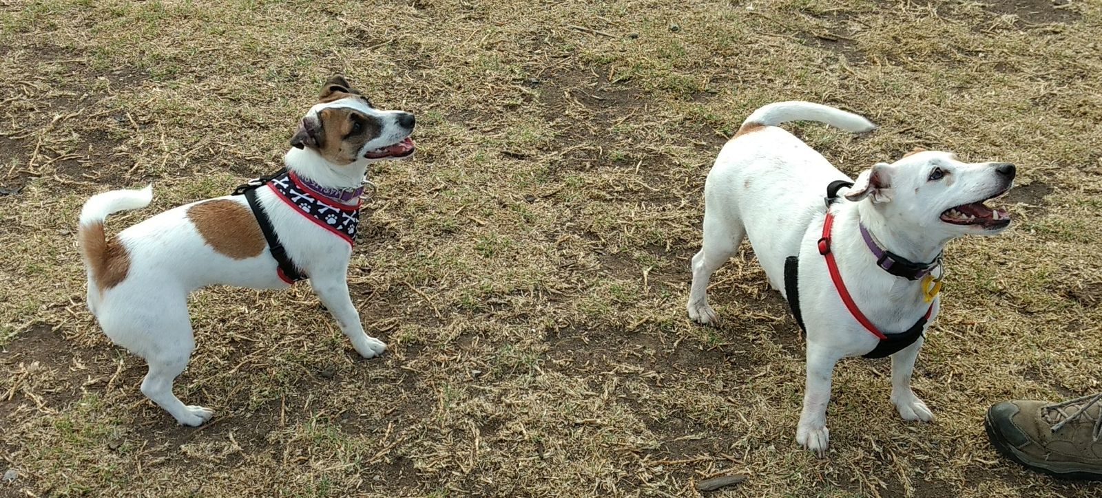 IMG_20180320_091810179~2